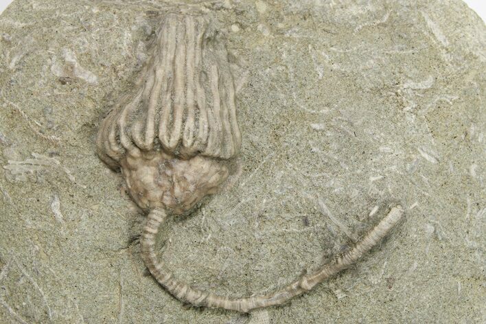 Fossil Crinoid (Dizygocrinus) - Warsaw Formation, Illinois #269769
